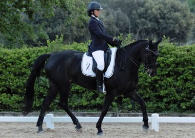 centre equestre les cypres chevale